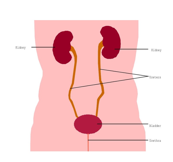Don't know what are the renal function test items？